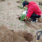  Journée de plantation 2015