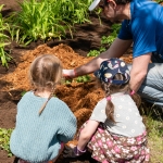  Journée de plantation dans le stationnement du marché public à Shawinigan