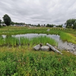  Bassin à retenue permanente du Marais Bellevue (crédit : William Verge)