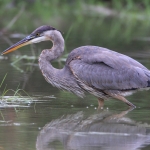  Rivière Chaudière=couloir de migration de nombreux oiseaux. Grand héron juvénile