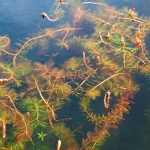  Myriophylle à épi (source : La Tribune)