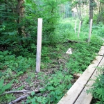  Élargissement de la bande riveraine, protecteurs pour les jeunes arbres et trottoir de bois en milieu humide