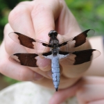  Une libellule lydienne (Plathemis lydia) capturée lors du Bioblitz