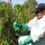  Badigeonnage du pesticide