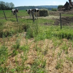  Plantation d'une bande filtrante pour la captation des lixiviats