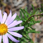  L'aster à feuilles de linaire (Ionactis linariifolia), une particularité floristique trifluvienne