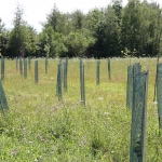  Plantation d'arbres avec filets protecteurs